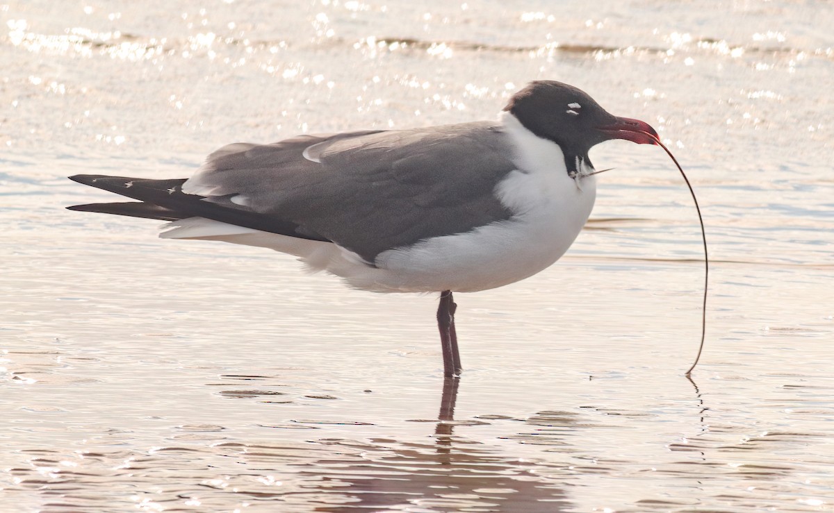 racek karibský - ML633784917