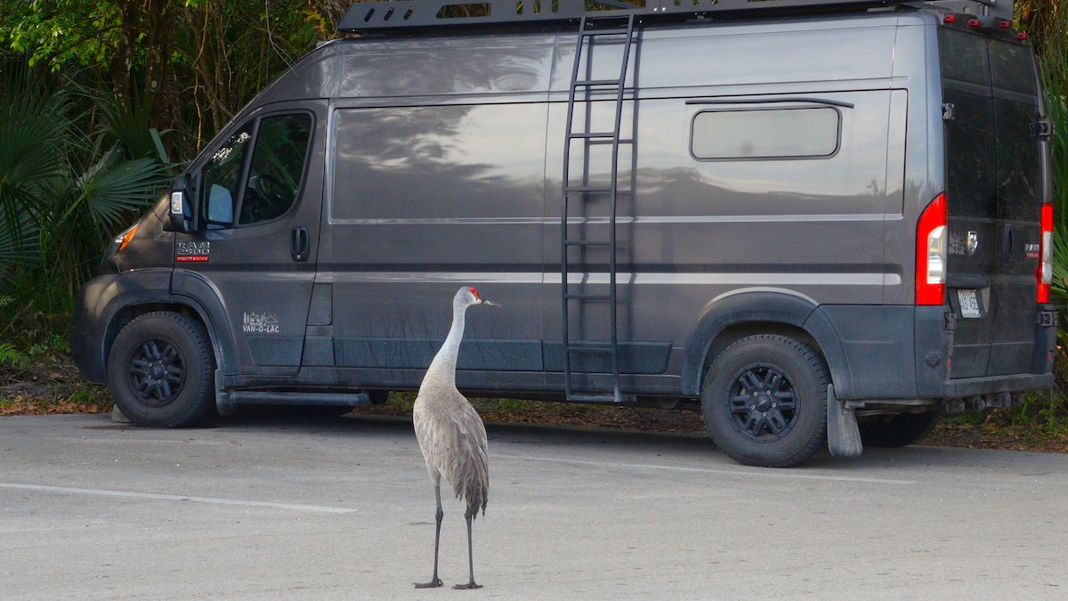 Sandhill Crane - ML633784924