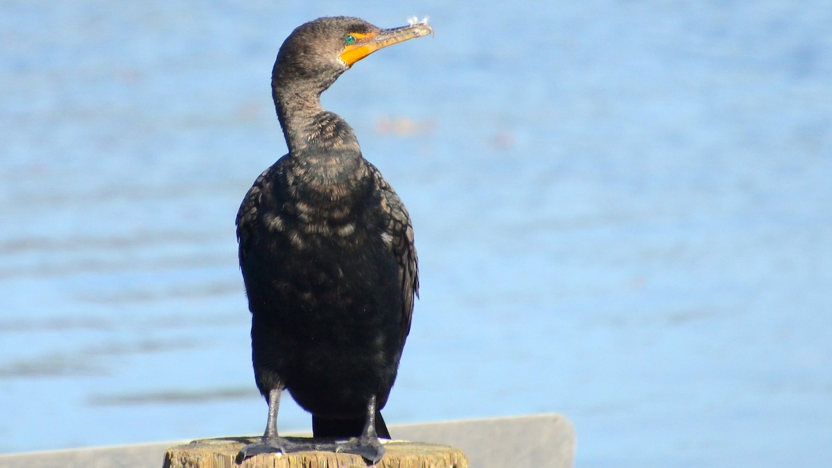 Double-crested Cormorant - ML633784965