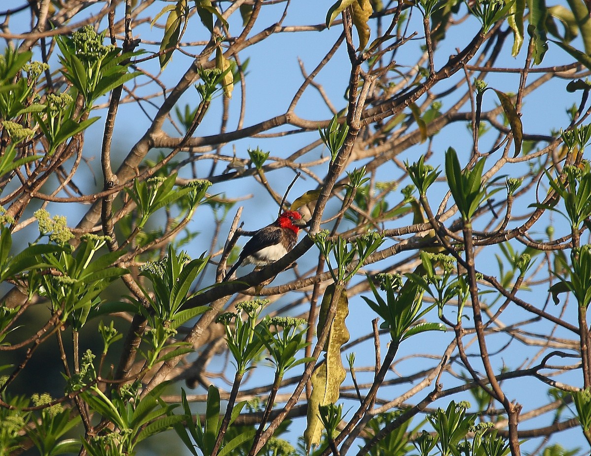 Brown-breasted Barbet - ML633784979