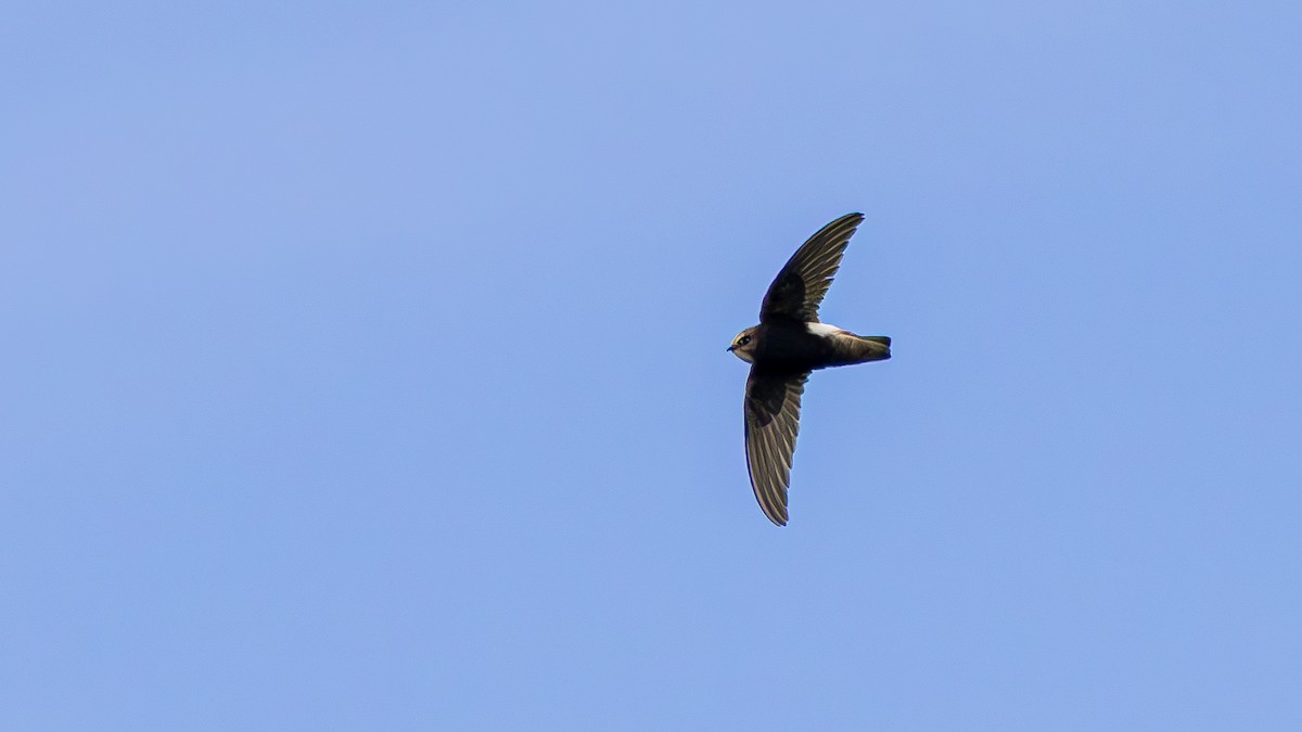 Little Swift - ML633784980
