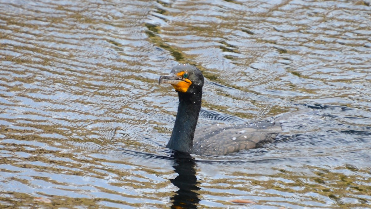Double-crested Cormorant - ML633784985