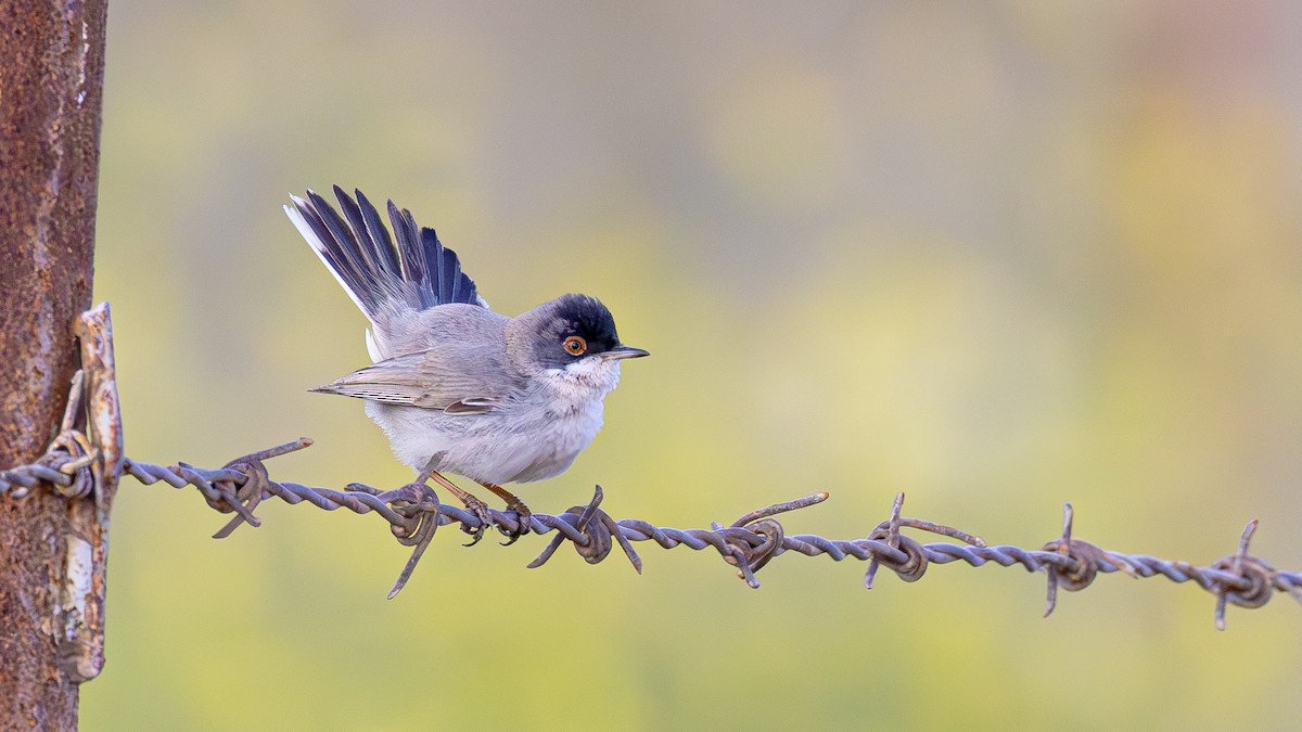 Menetries's Warbler - ML633784993