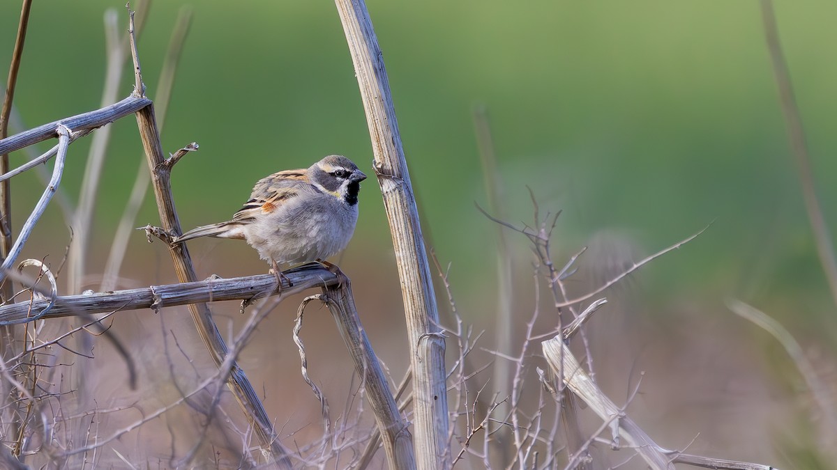 Dead Sea Sparrow - ML633785001