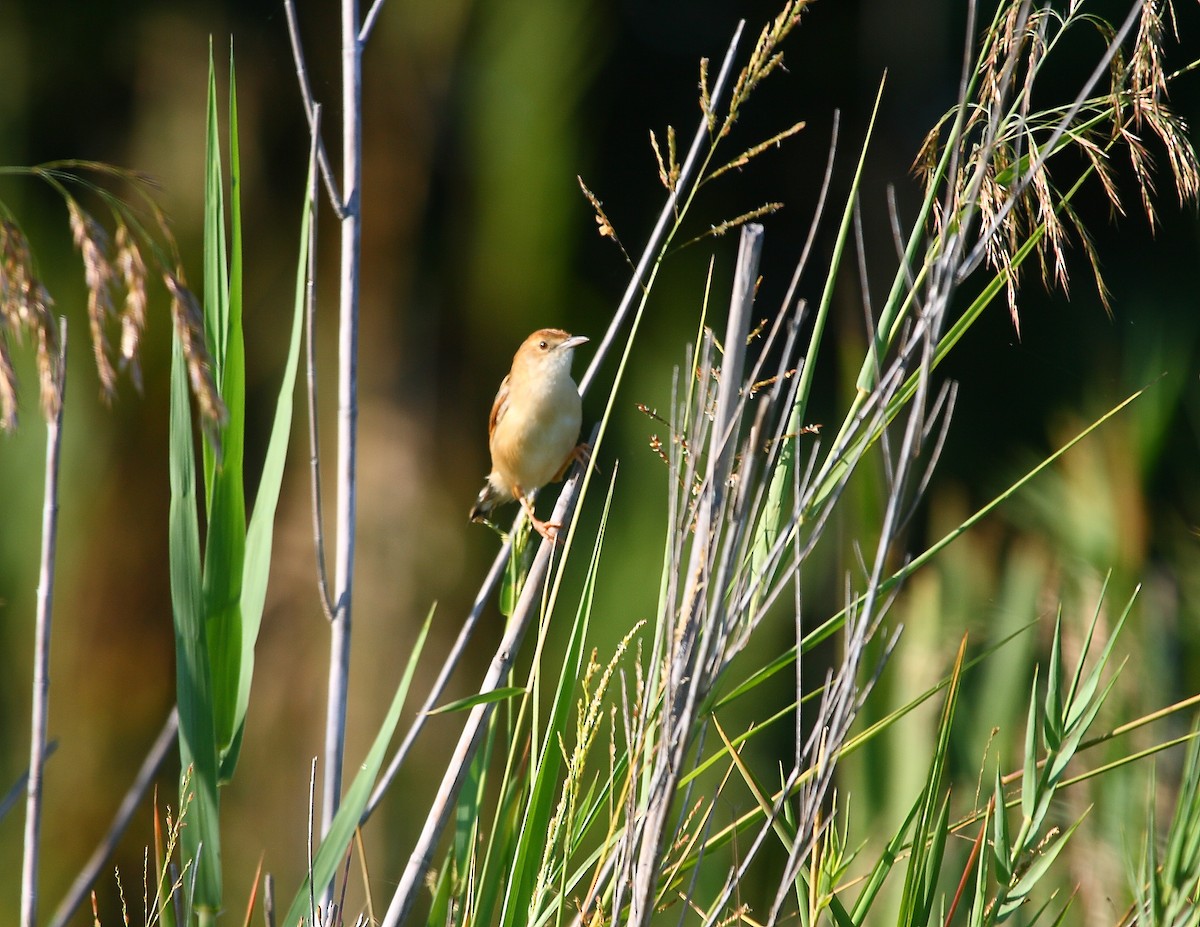 Rufous-winged Cisticola - ML633785007