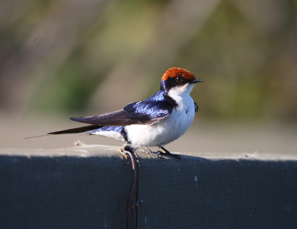Wire-tailed Swallow - ML633785017