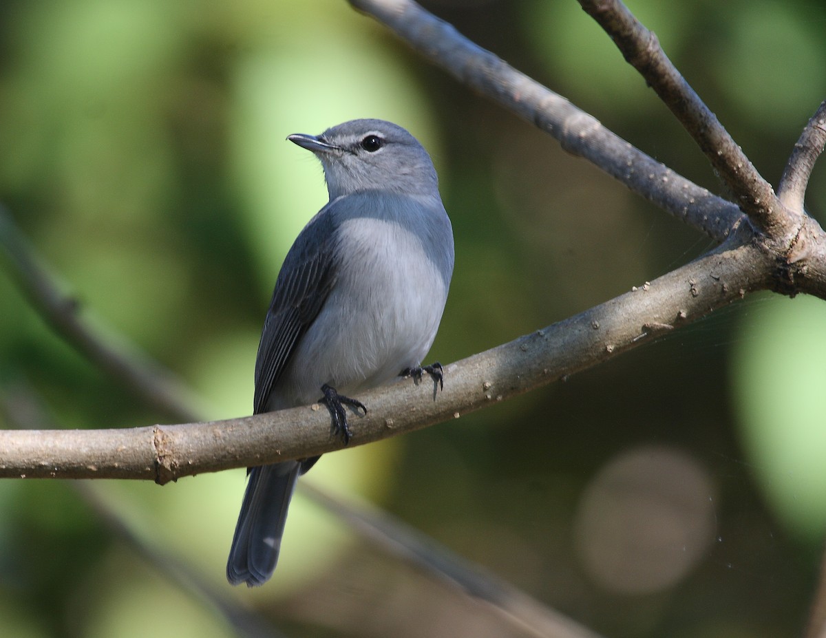 Ashy Flycatcher - ML633785038