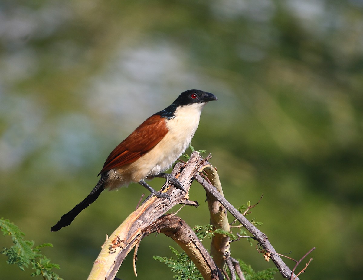 Burchell's Coucal - ML633785058