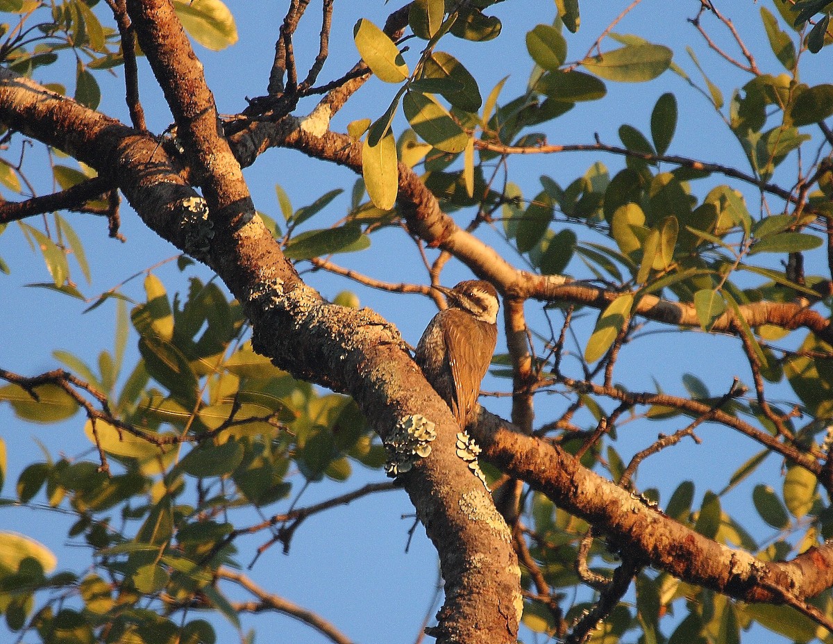 Stierling's Woodpecker - ML633785148