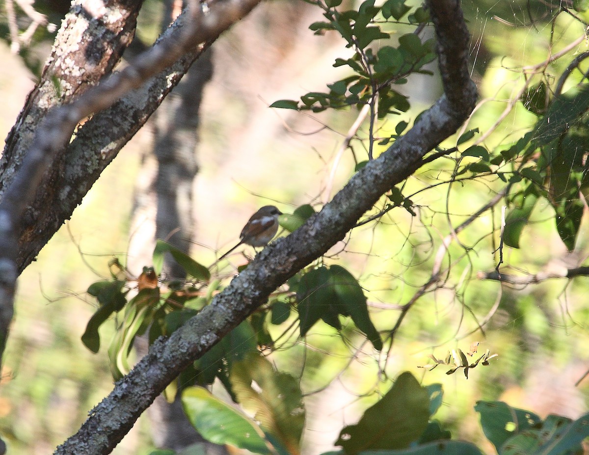 Souza's Shrike - ML633785156