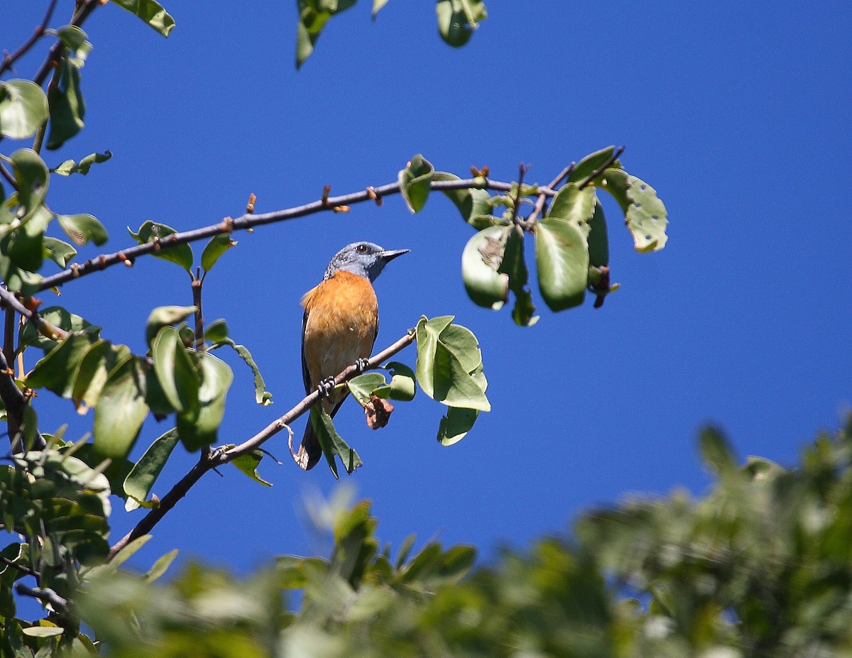 Miombo Rock-Thrush - ML633785265