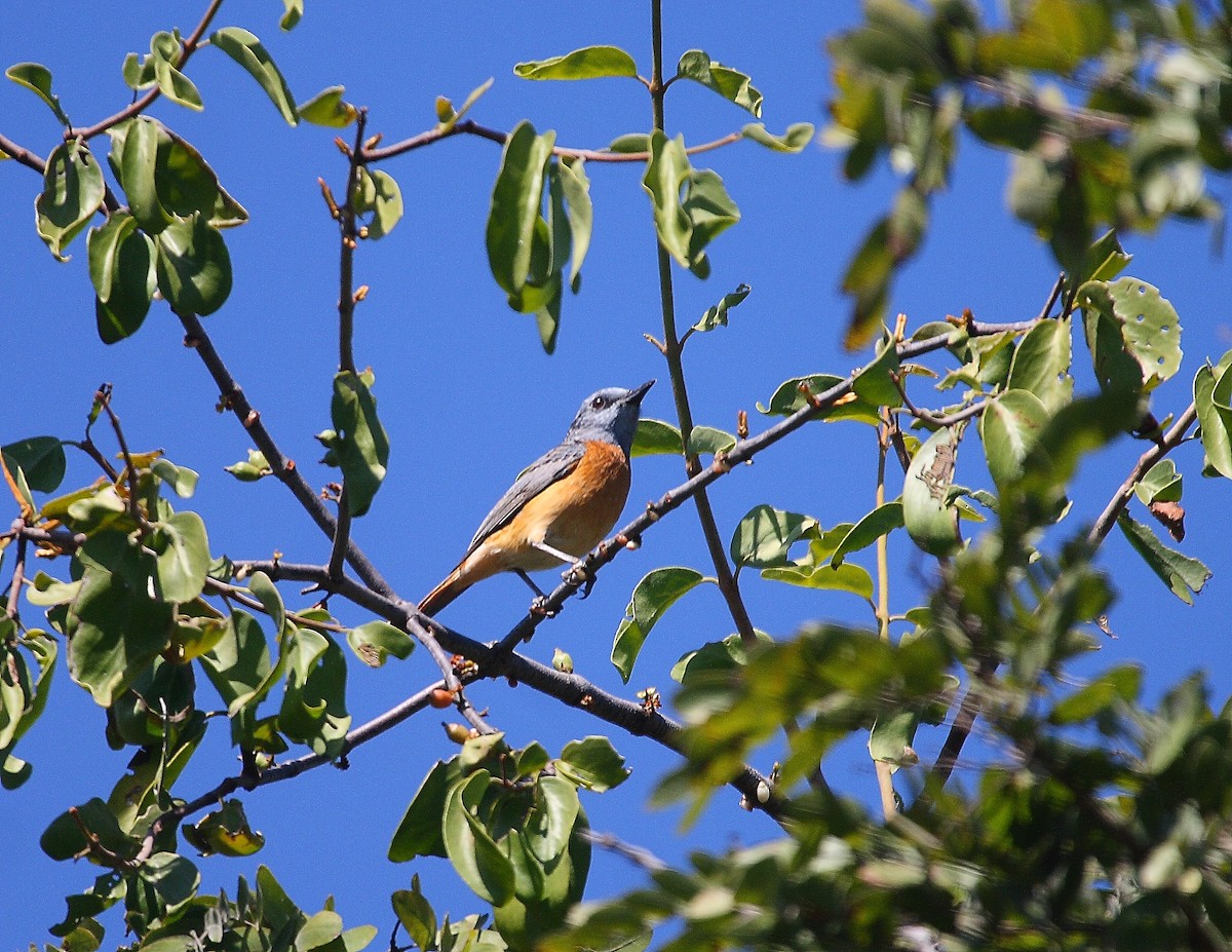 Miombo Rock-Thrush - ML633785275