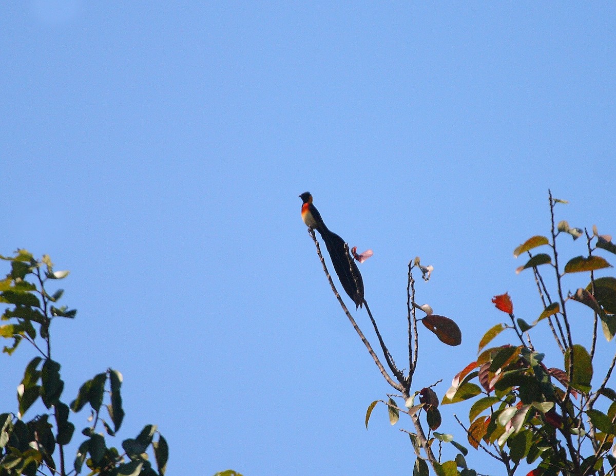 Broad-tailed Paradise-Whydah - ML633785292