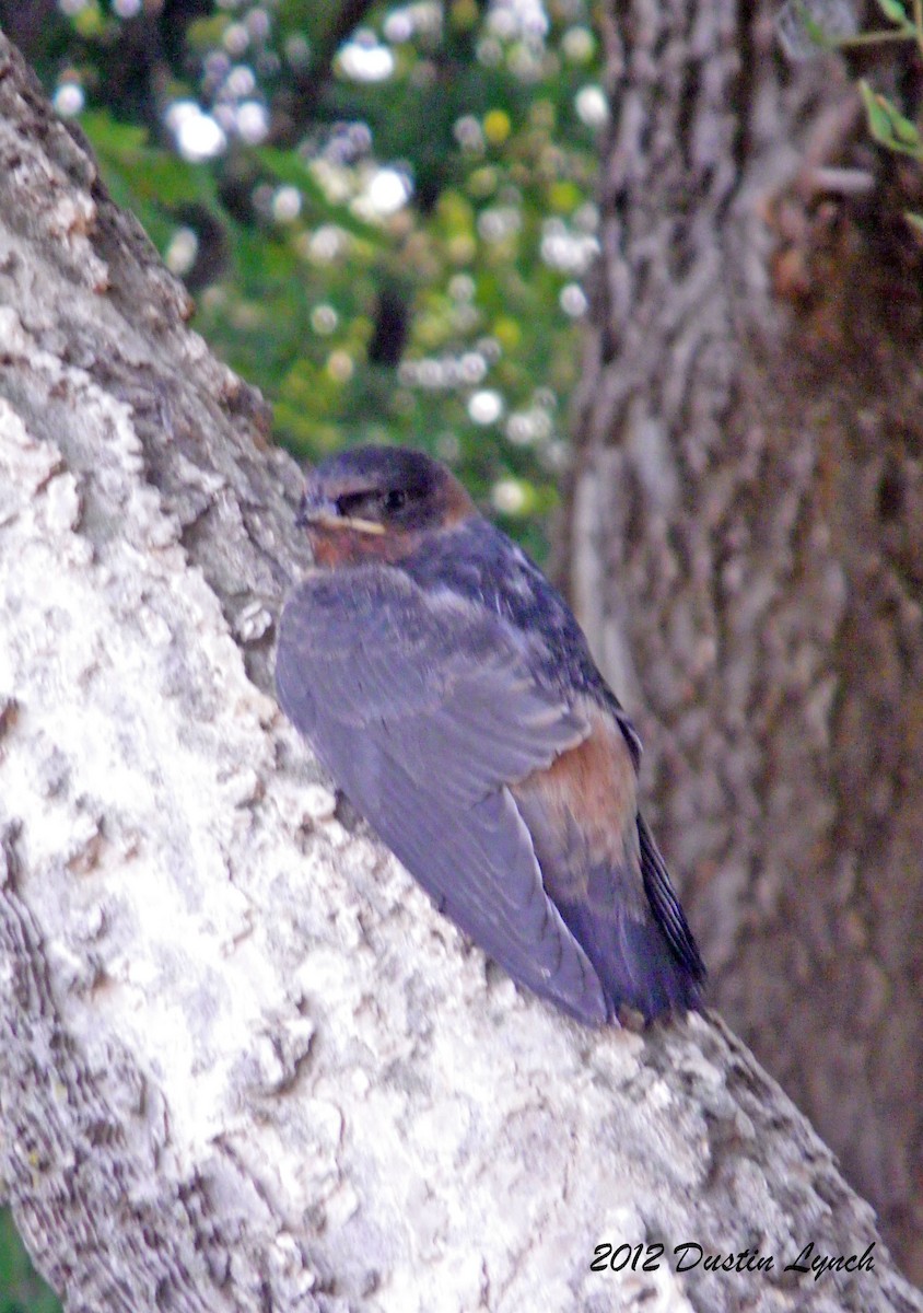 Hirondelle à front blanc - ML633785415