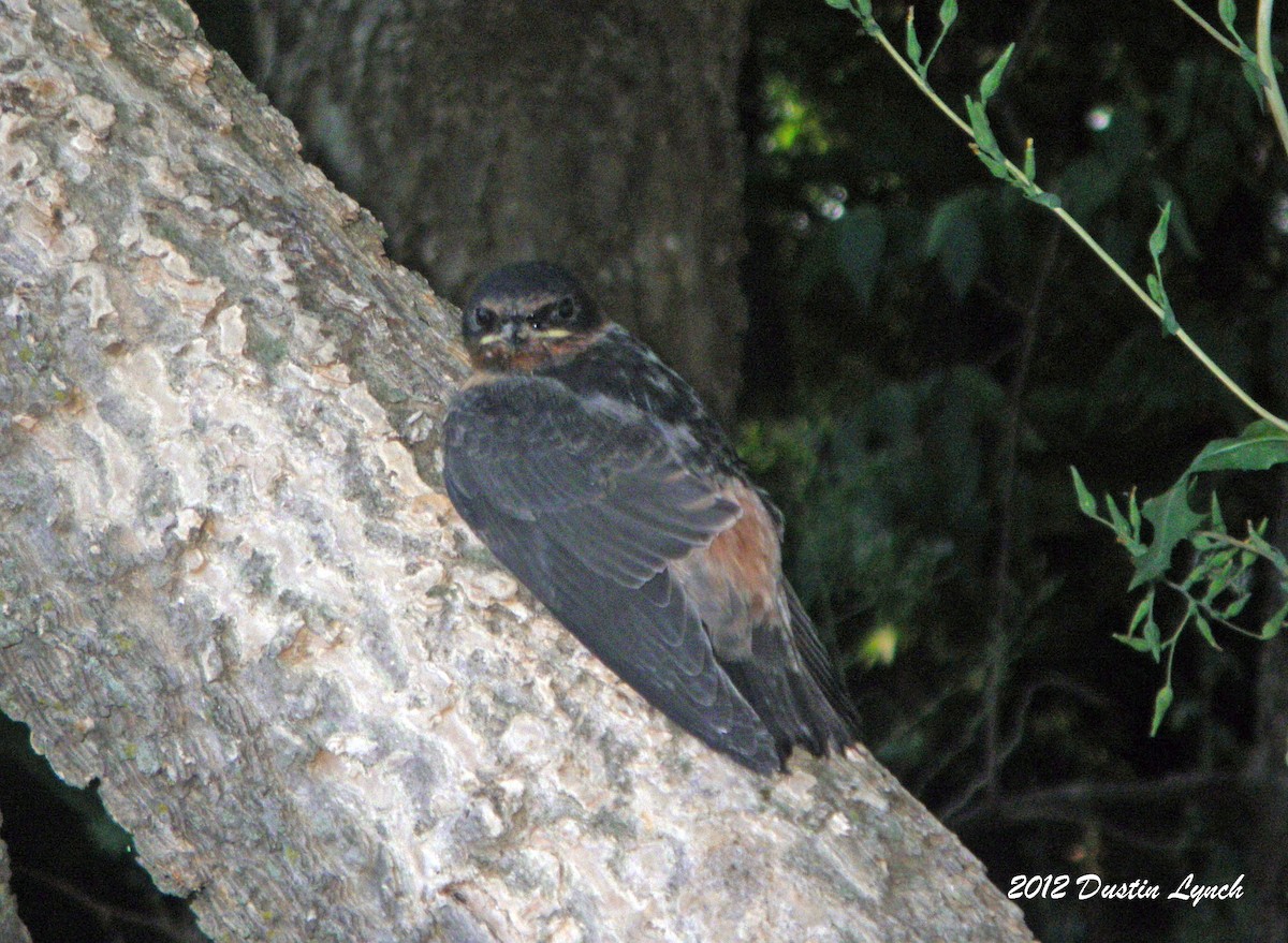 Hirondelle à front blanc - ML633785416