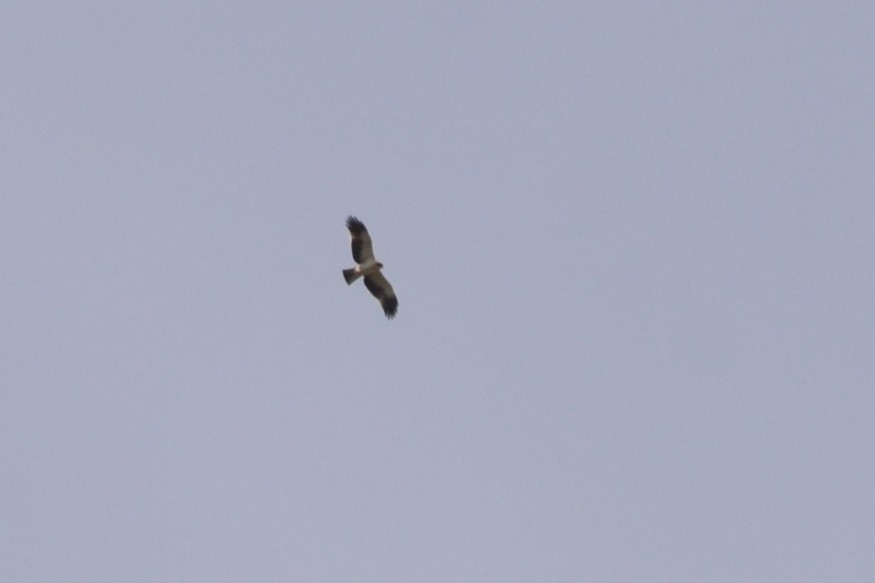 Booted Eagle - ML633785753