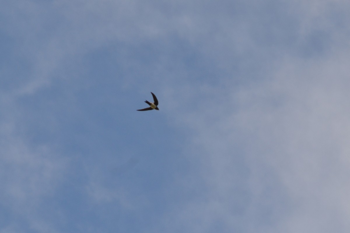 Alpine Swift - ML633785778