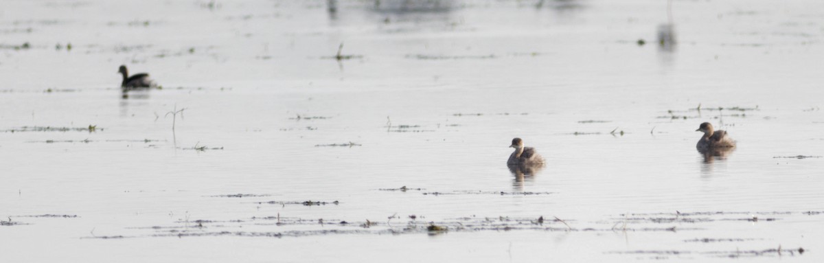 Little Grebe - ML633785940