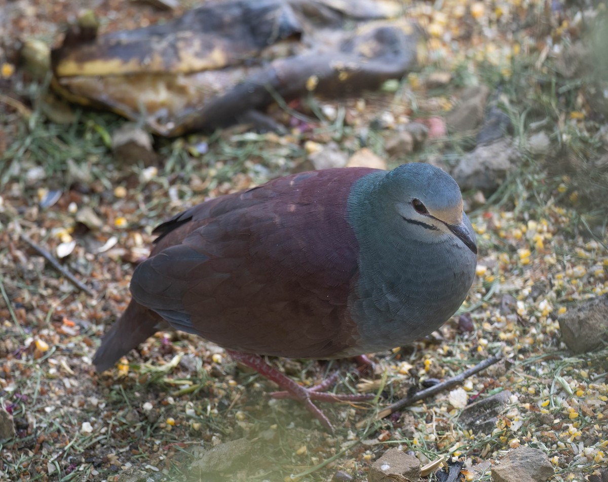 Buff-fronted Quail-Dove - ML633785956