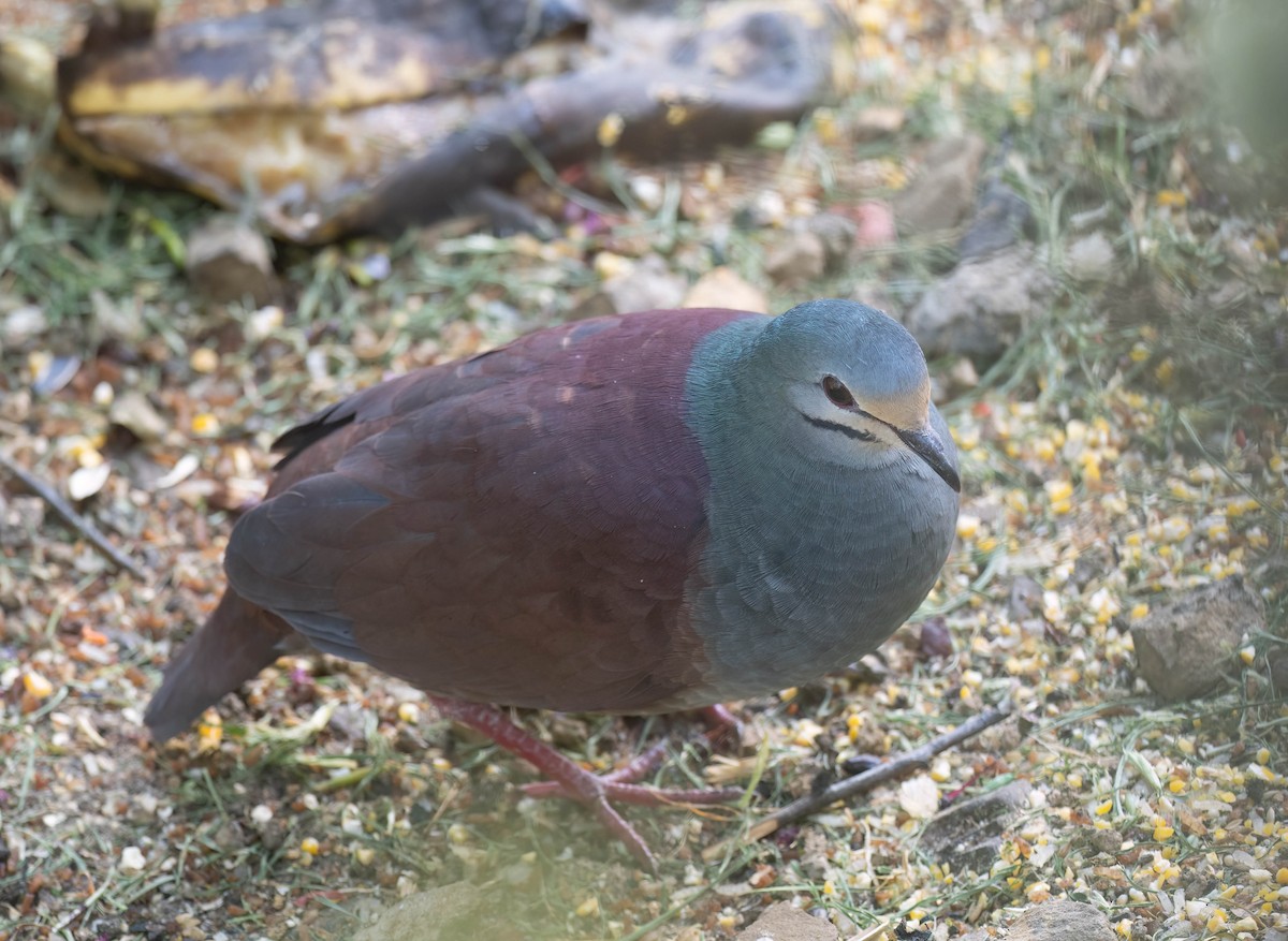 Buff-fronted Quail-Dove - ML633785959
