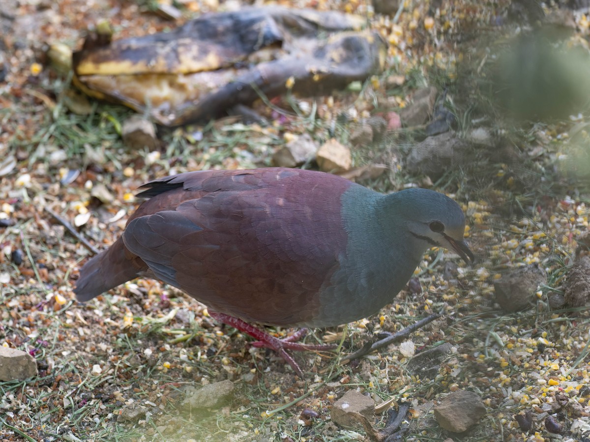 Buff-fronted Quail-Dove - ML633785963