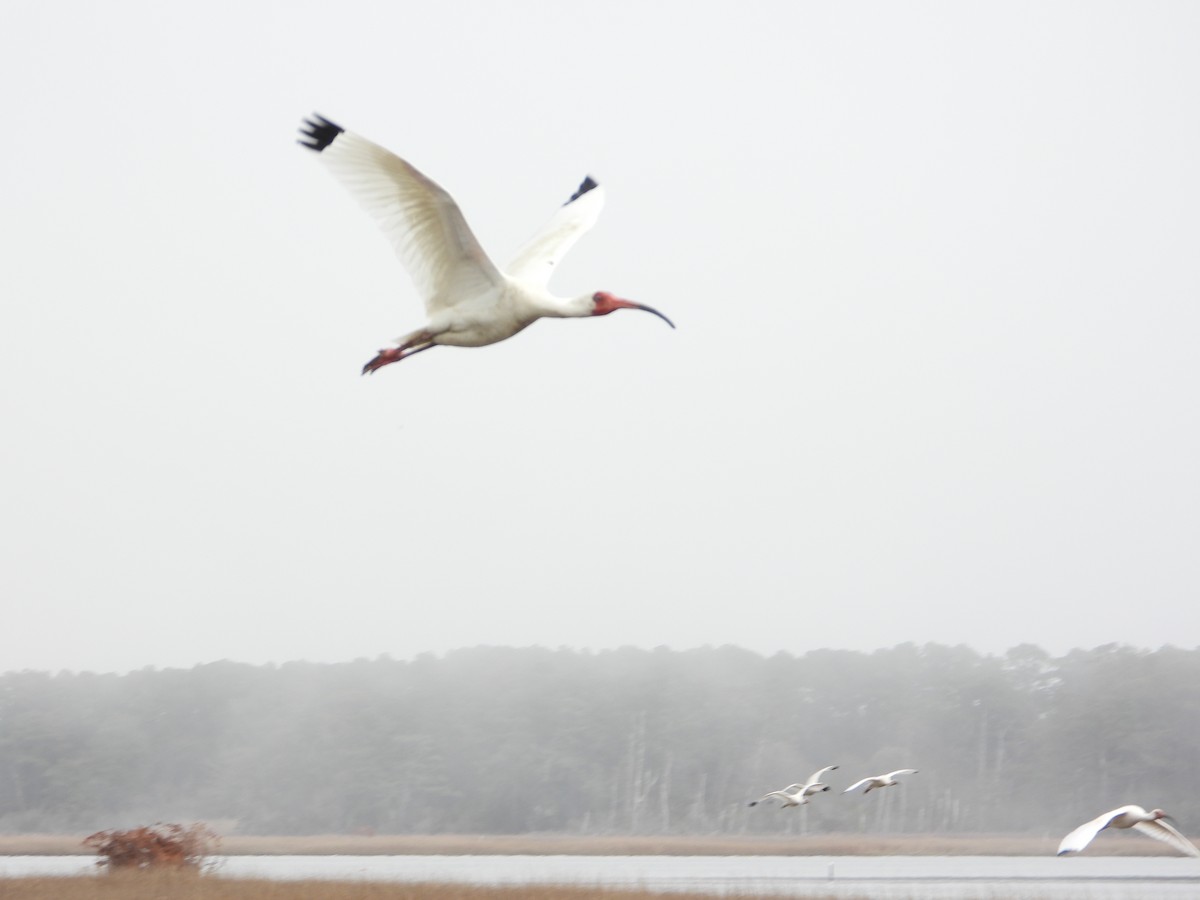 White Ibis - ML633786021