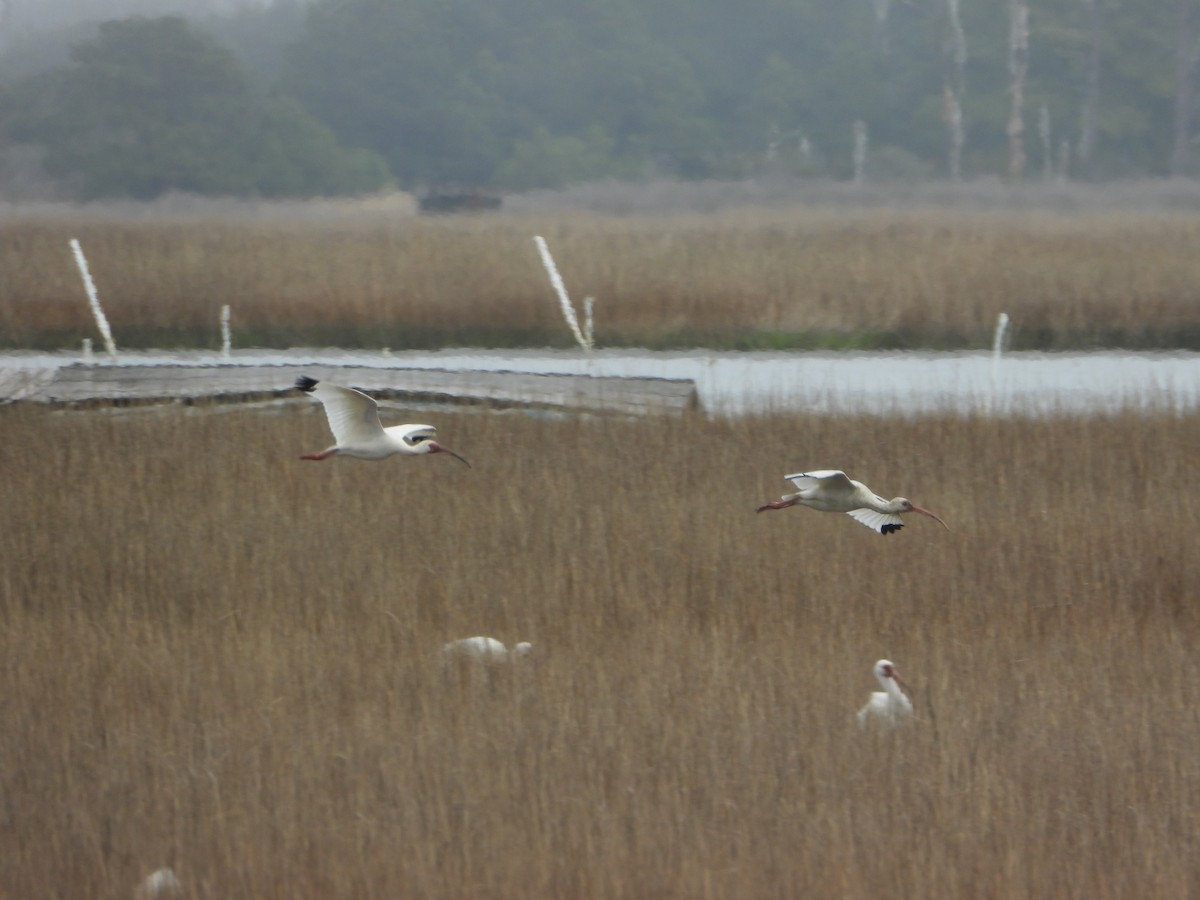 White Ibis - ML633786022