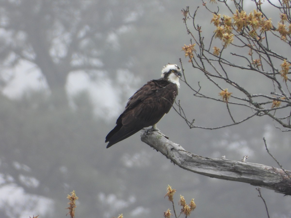 Osprey - ML633786042