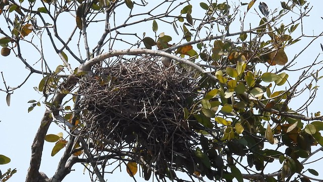 Plain Thornbird - ML633786152