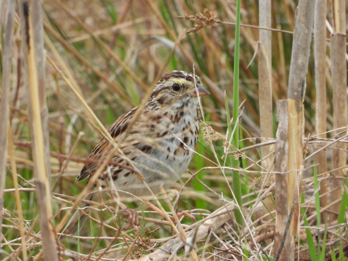 Savannah Sparrow - ML633786347
