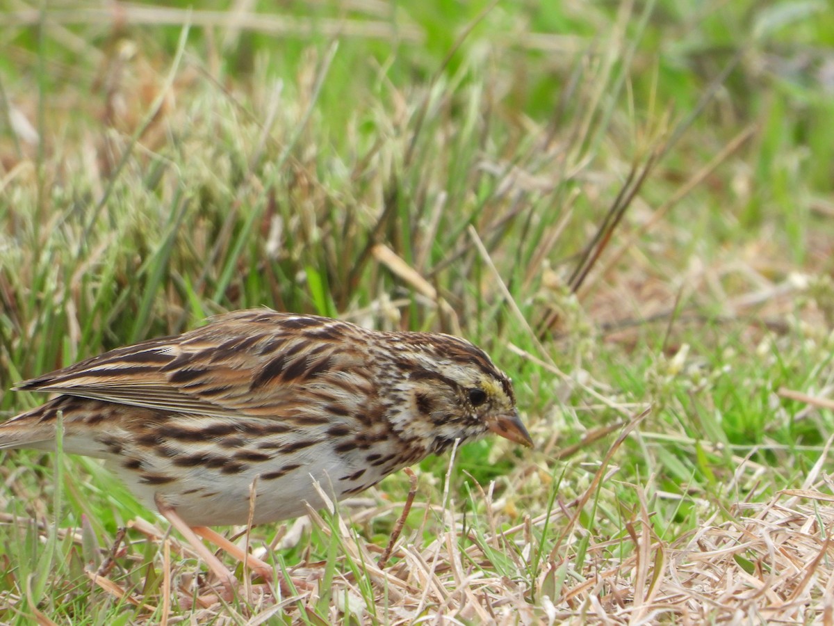 Savannah Sparrow - ML633786348