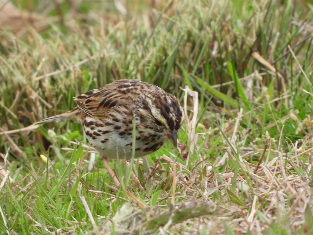 Savannah Sparrow - ML633786349