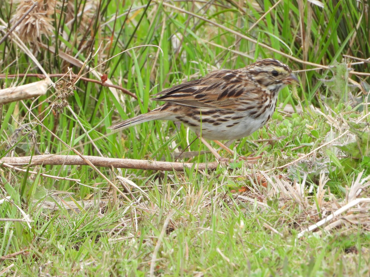 Savannah Sparrow - ML633786354