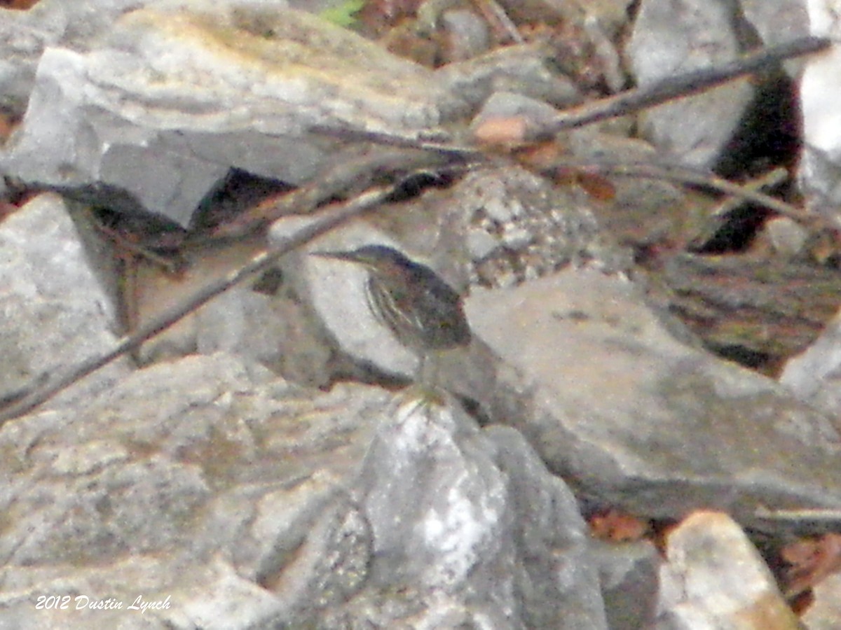 Koartzatxo berdea - ML633786366