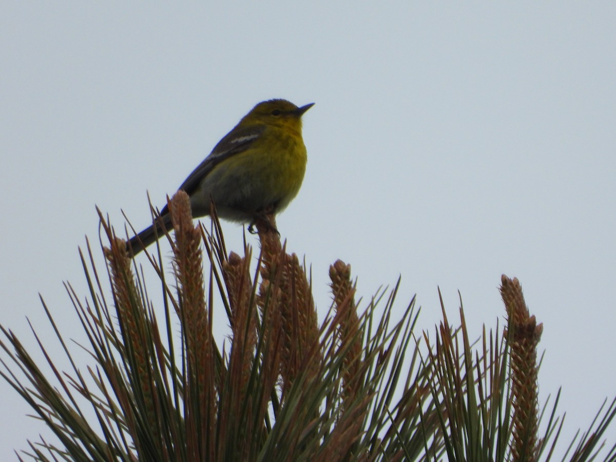 Pine Warbler - ML633786386