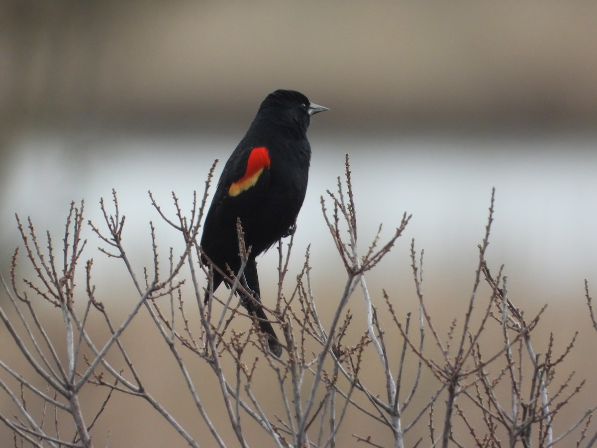 Red-winged Blackbird - ML633786411