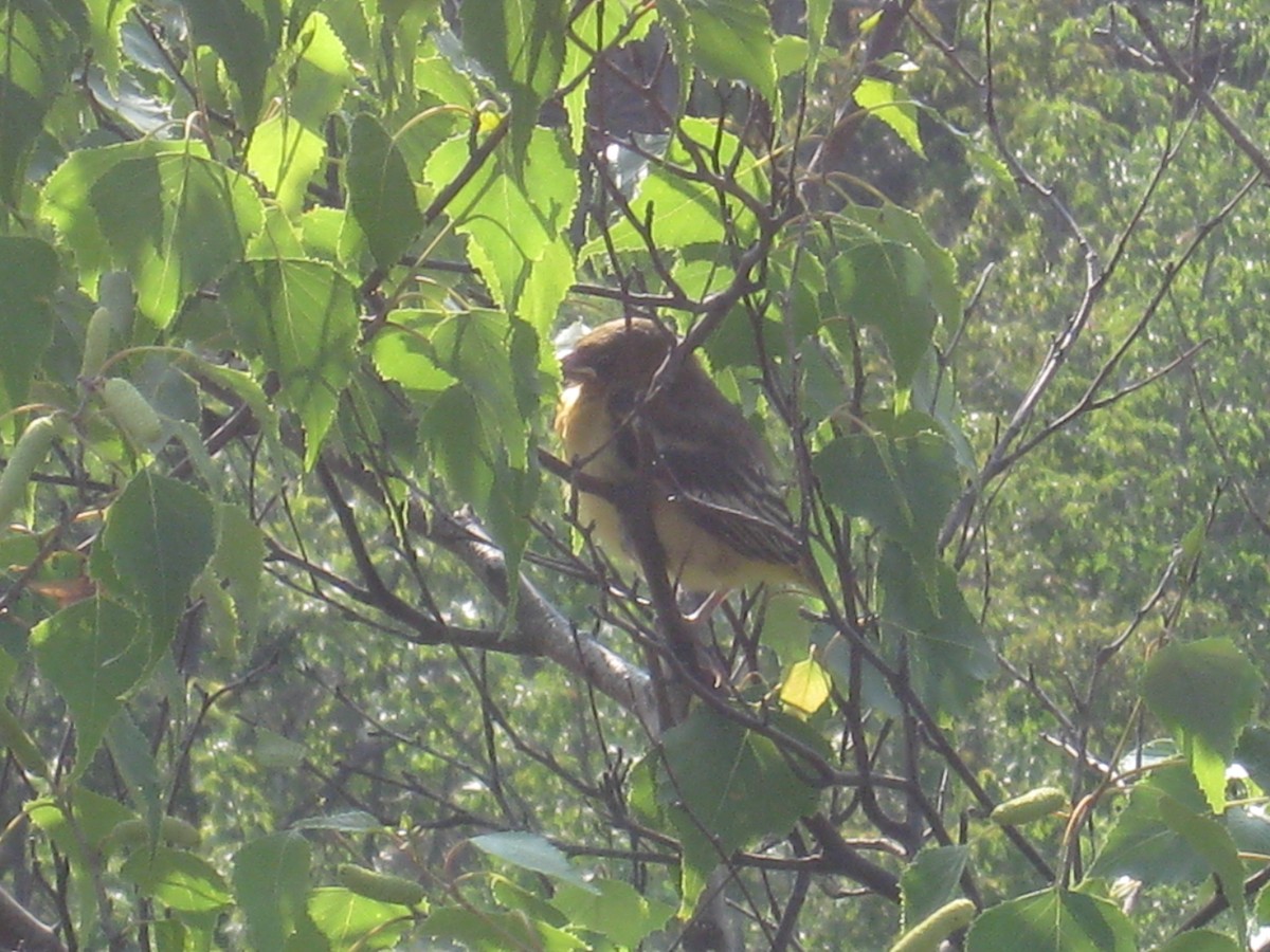 lundtrupial - ML633786618