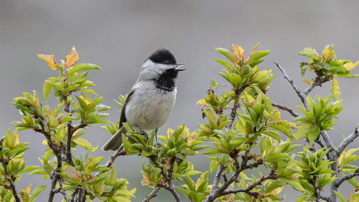 Sombre Tit - Alper Yılmaz