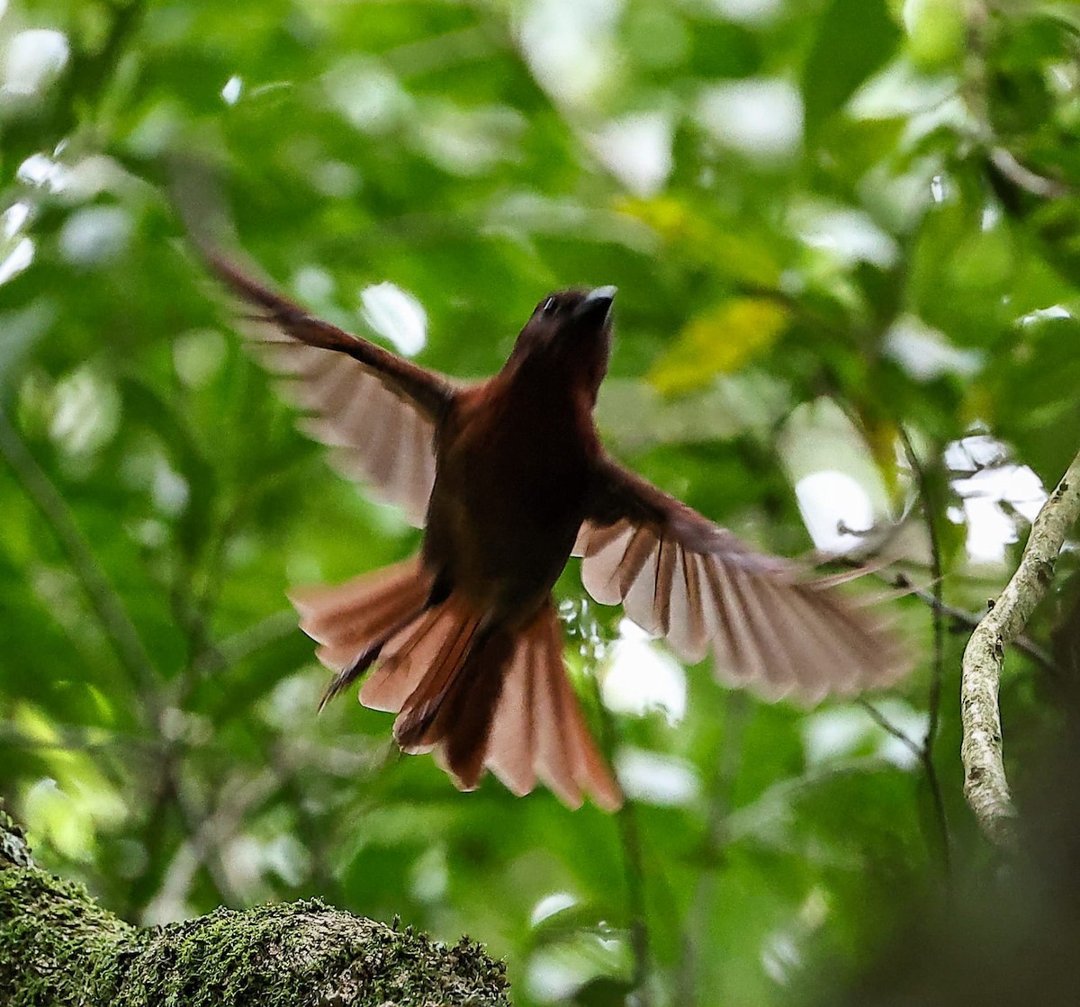 Red-crowned Ant-Tanager - ML633786789