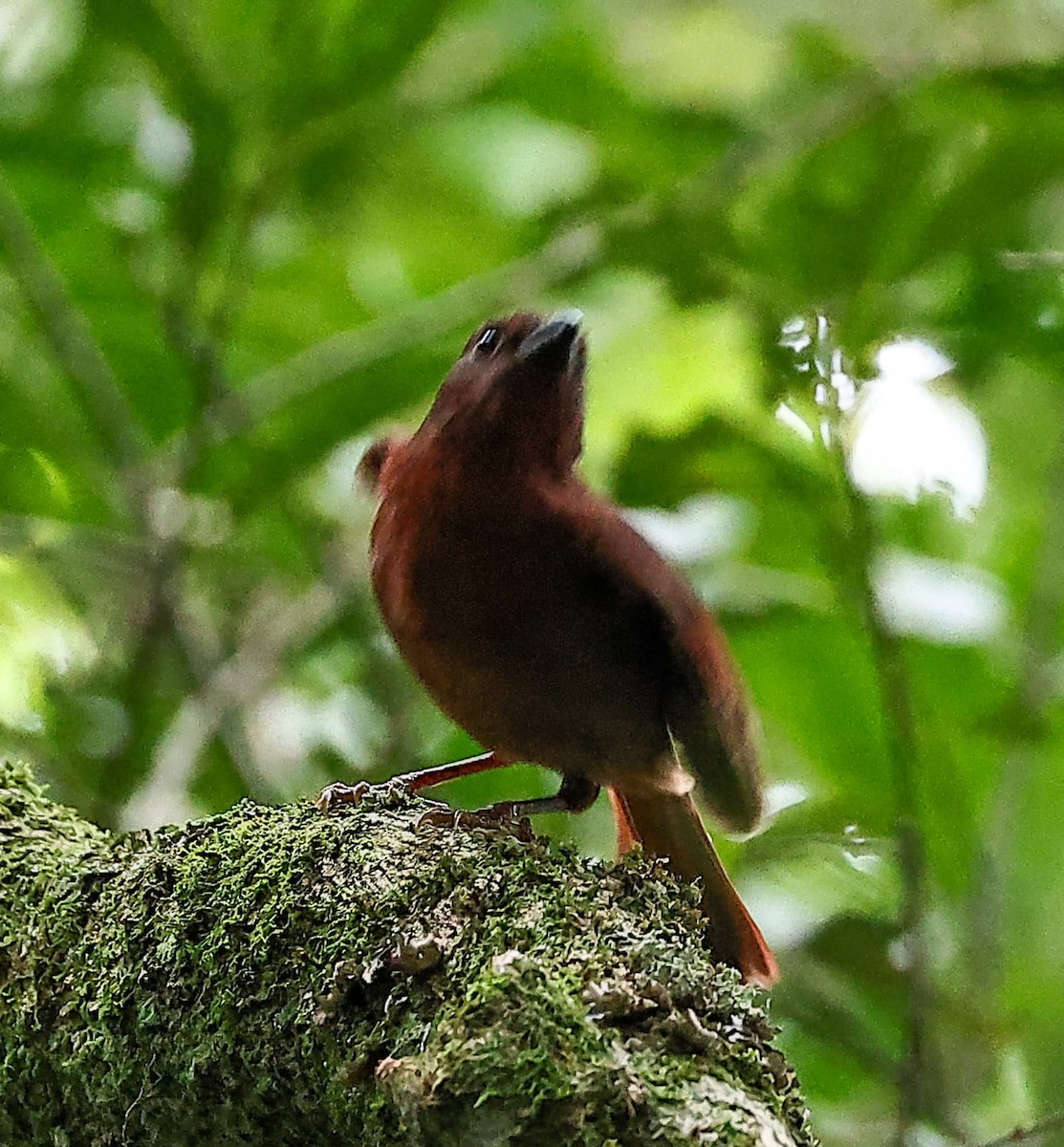Red-crowned Ant-Tanager - ML633786790