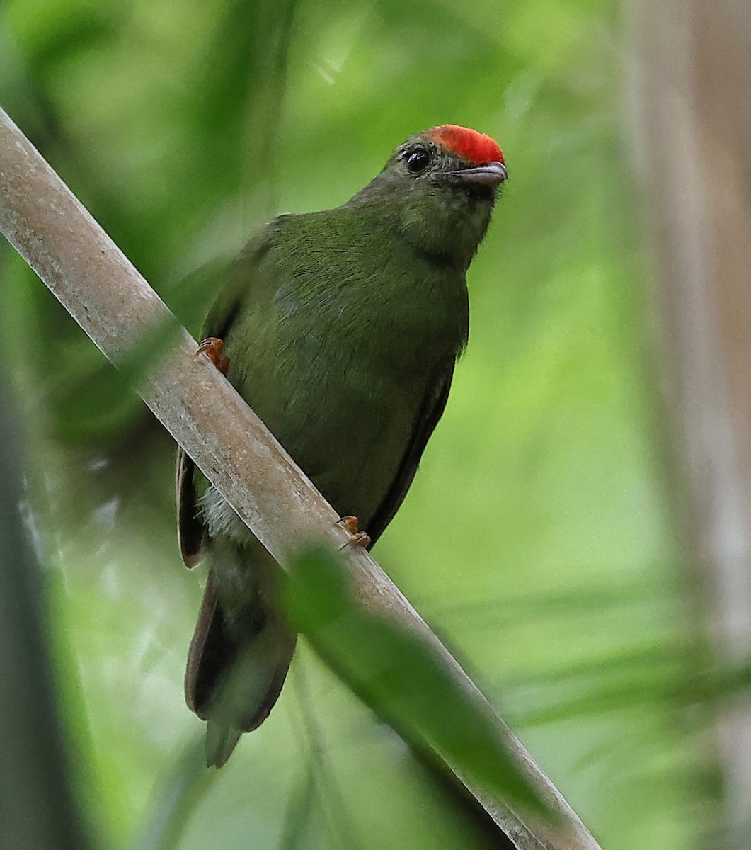 Swallow-tailed Manakin - ML633786840