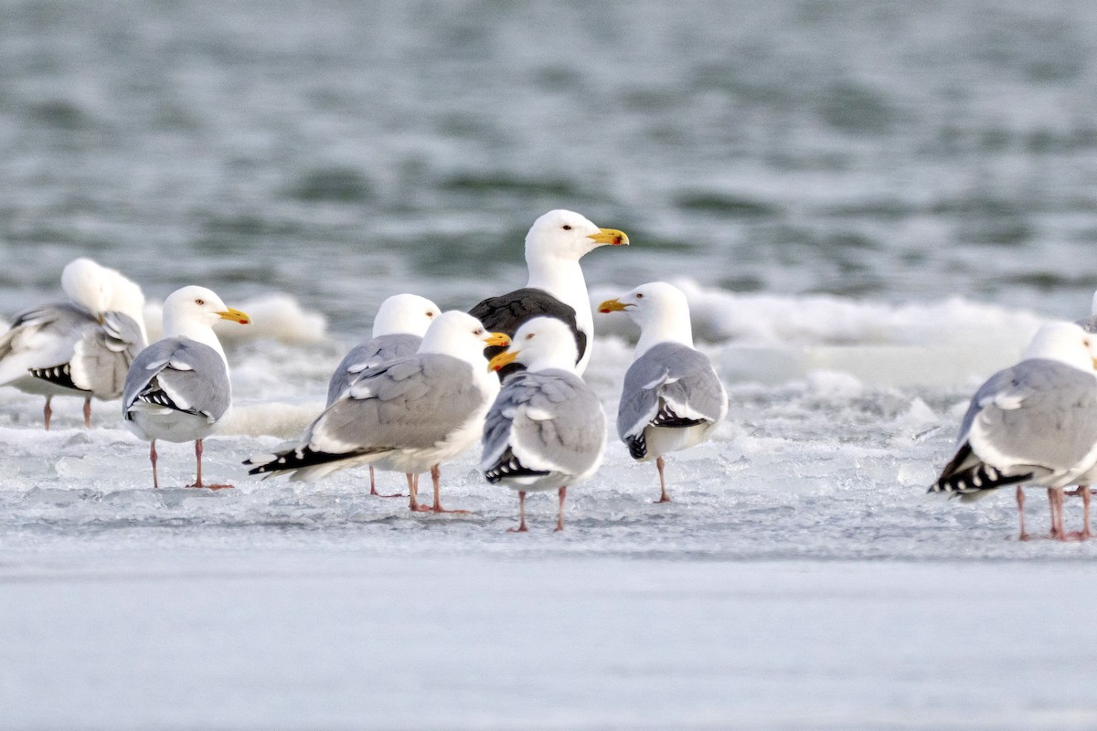 Great Black-backed Gull - ML633786929