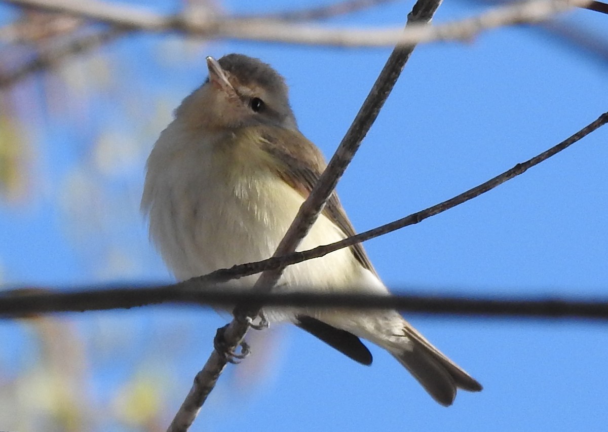 Warbling Vireo - ML633786982