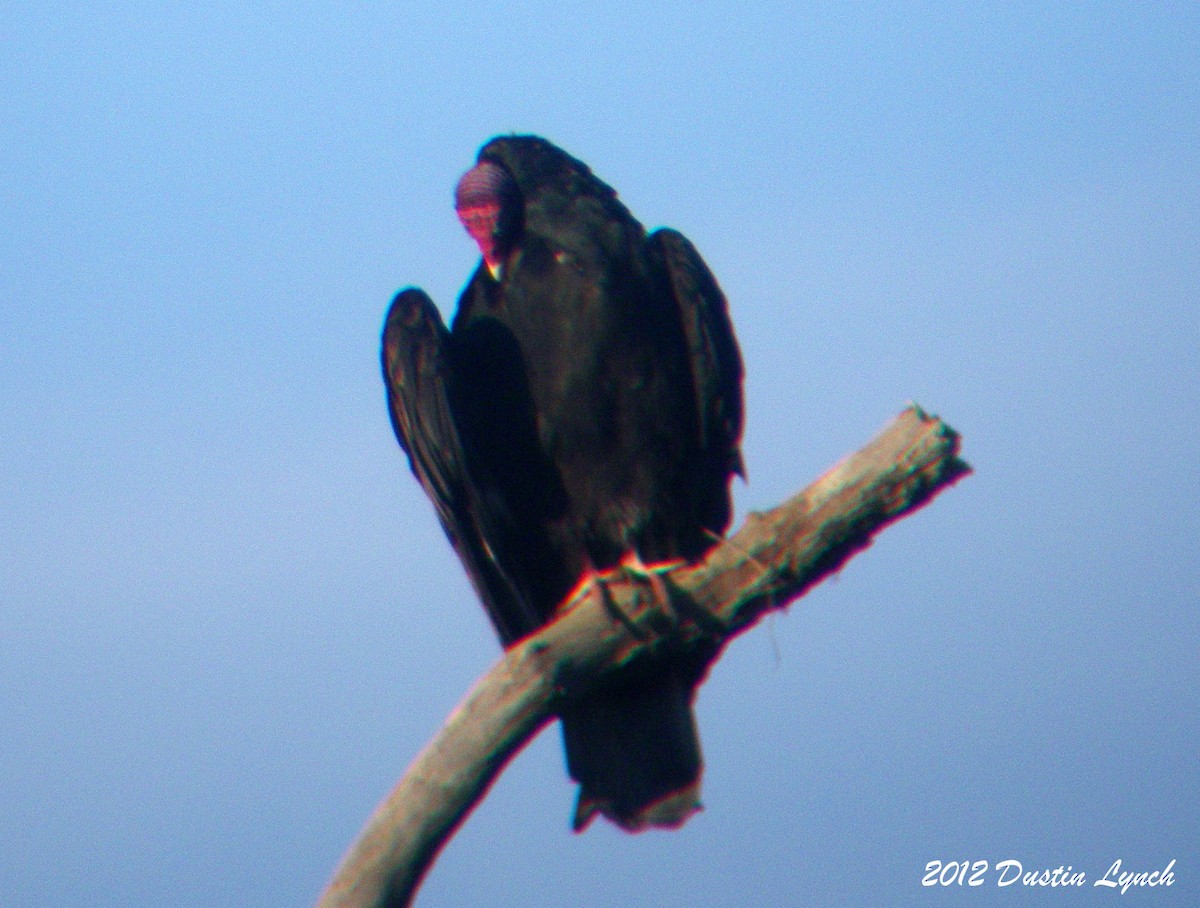 Urubu à tête rouge - ML633787159