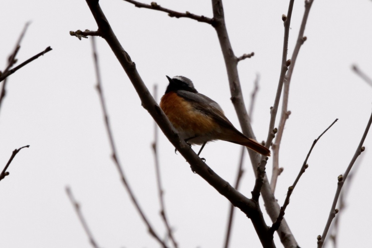 Common Redstart - ML633787263