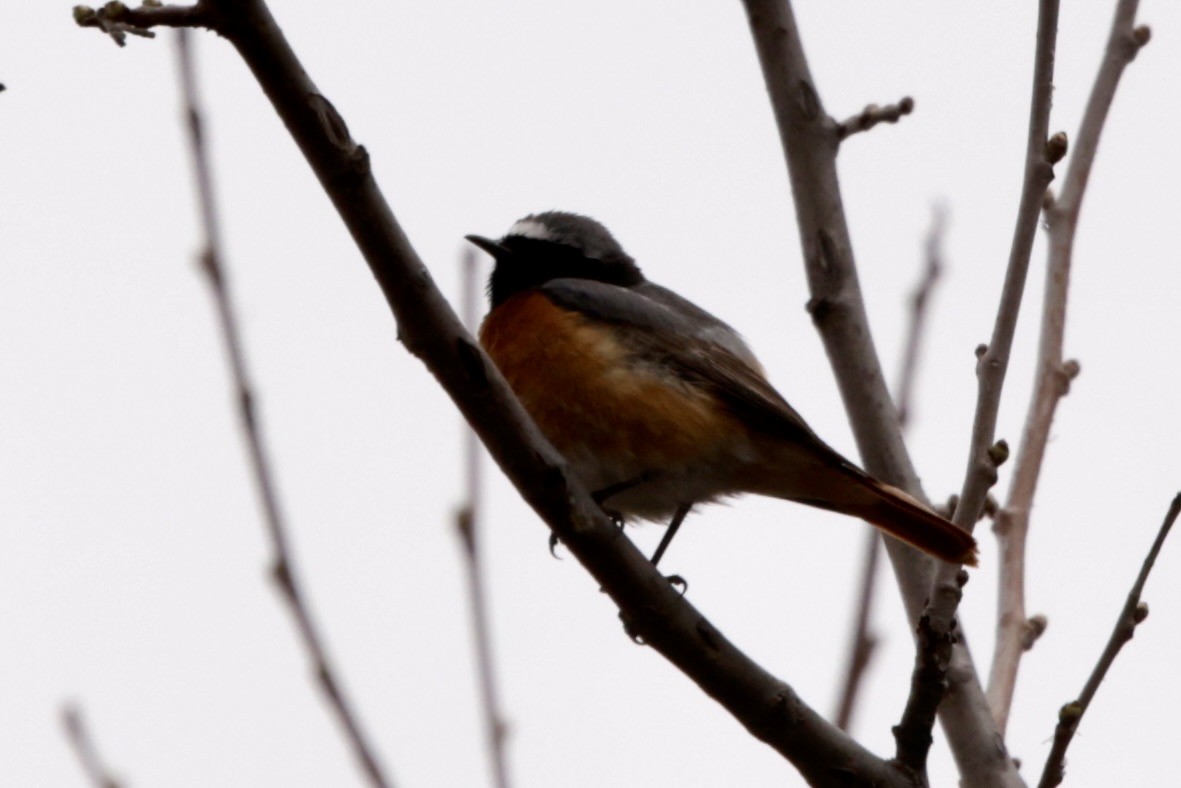 Common Redstart - ML633787264