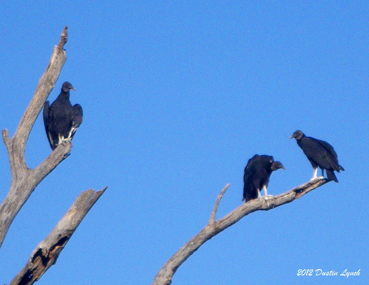 Black Vulture - ML633787274