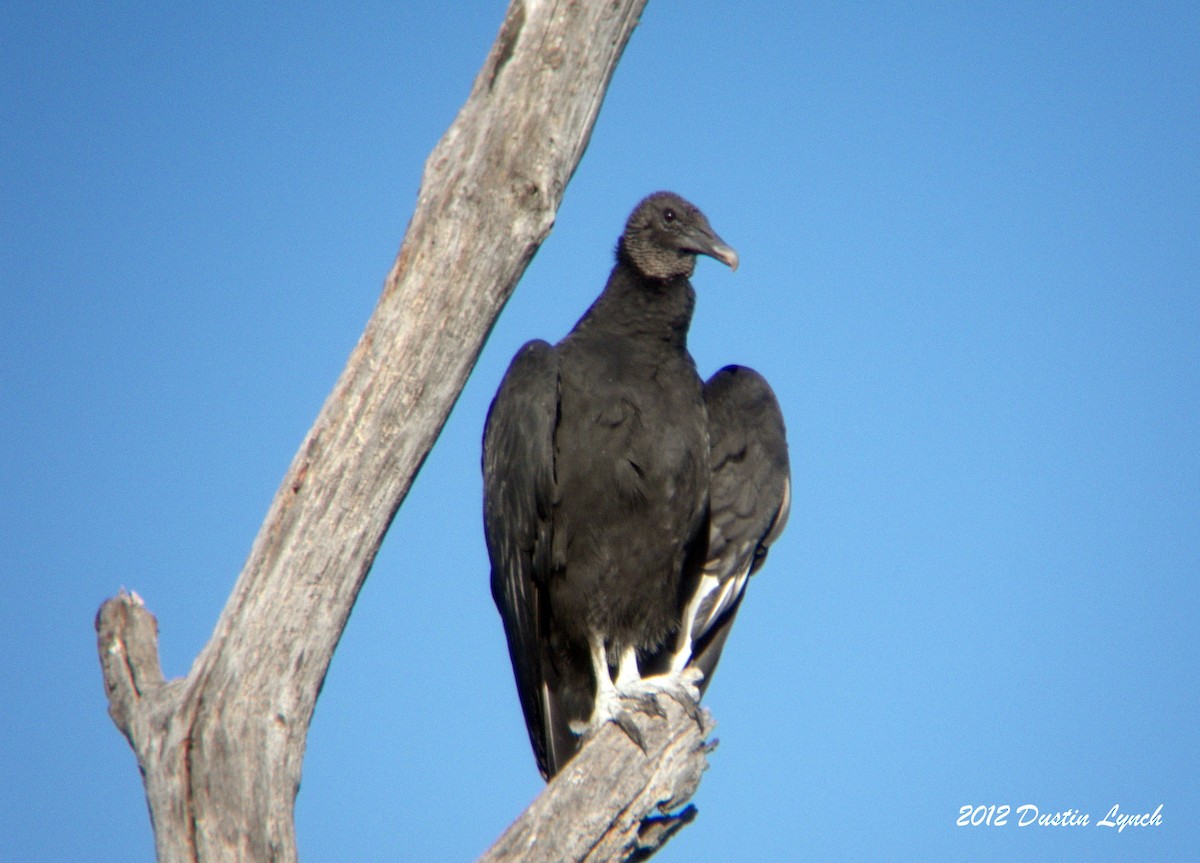 Black Vulture - ML633787275