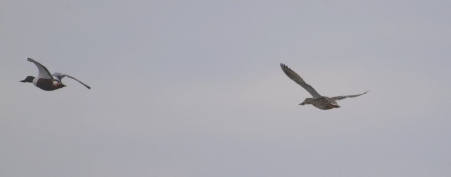 Northern Shoveler - ML633787276
