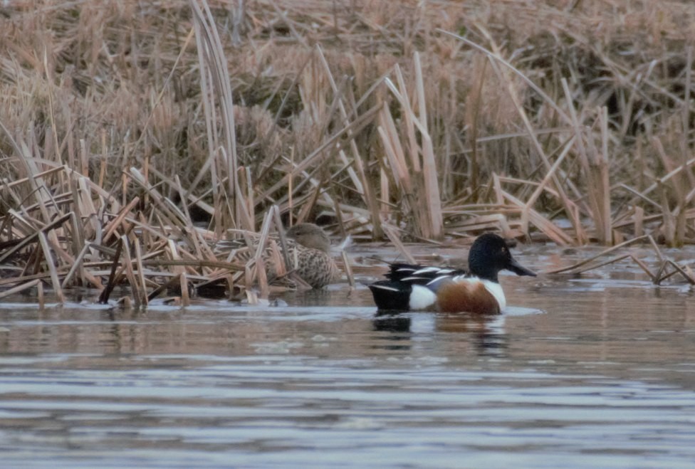 Northern Shoveler - ML633787277